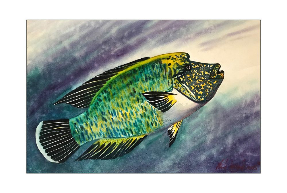 Napoleon Fish